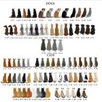 Personalized Pet and Owner Portrait